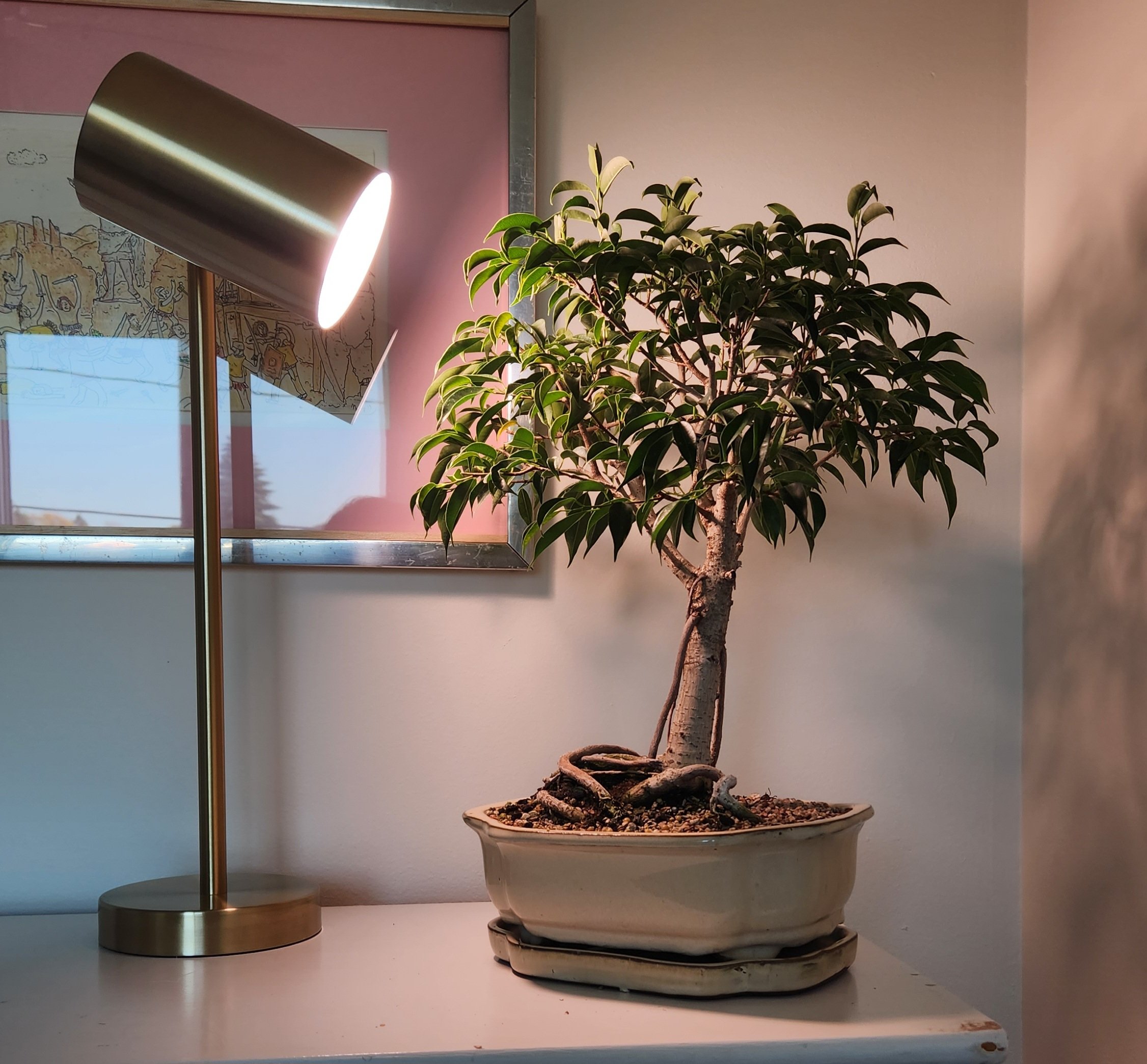 Best bonsai grow deals light